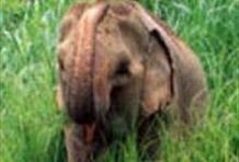 1 Day Trekking - Inthanon National Park Area